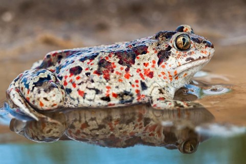 Common spadefoot, garlic toad, pelobates fuscus, amphibians, amphibians, amphibians, amphibians,
