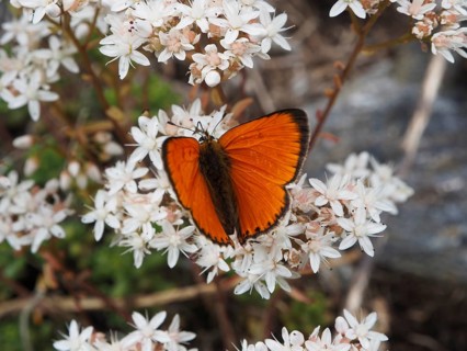 An orange butterfly, the Duke of Burgundy (Lycaena virgaureae), is perched on white flowers in a