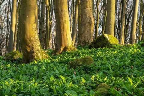 An idyllic deciduous forest in spring, the forest floor covered in green wild garlic (Allium