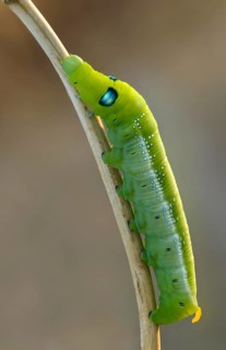 Army Green Moth, Daphnis Nerii, Oleander Hawk-Moth, Oleander Swarmers, High Size, Portrait Format,