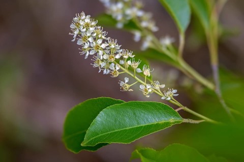 American grape cherry, Prunus serotina, rosaceae, rose family, late blooming grape cherry, grape
