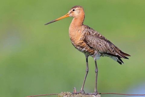 Black-tailed Godwit (Limosa limosa), perched on a fence post, waders, wildlife, nature photography,
