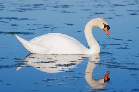 Mute swan (Cygnus olor) swimming, with its reflection, North Rhine-Westphalia, Germany