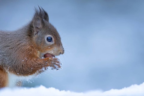 Red squirrel (Sciurus vulgaris) adult animal feeding on a hazel nut in the snow in winter, England,