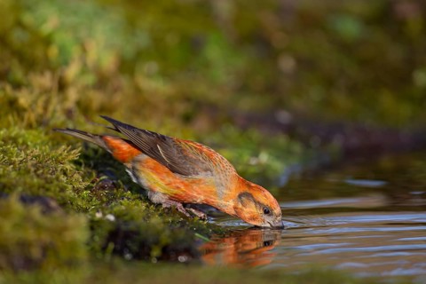Common crossbill (Loxia curvirostra) adult male bird drinking water at a woodland pool, England,