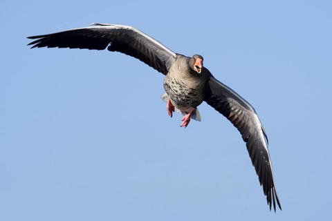 Greylag goose (Anser anser), in flight, North Rhine-Westphalia, Germany