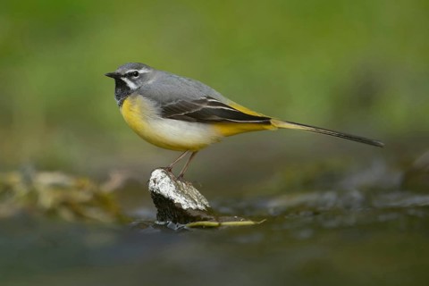 Grey wagtail (Motacilla cinerea) adult bird on a stone in a river, England, United Kingdom