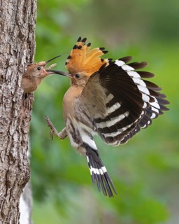 Hoopoe (Upupa epops) – Bird of the Year 2022, male with food, prey, foraging, food for the chicks,