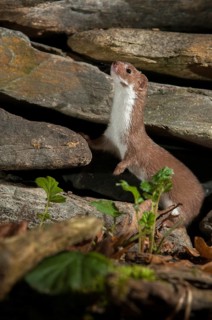 Carnivora, least weasel, mouse weasel, mustela nivalis, predators, high size, portrait format,