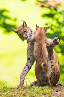 Eurasian lynx (Lynx lynx) mother with her youngsters (cubs) in a forest, Bavaria, Germany