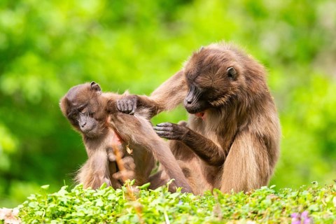 Two Gelada (Theropithecus gelada) female eavesdrop on each other, captive, distribution africa
