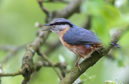 Nuthatch, Sitta Europaea, Birds, Call, Passeri, Call, Songbirds, Birds