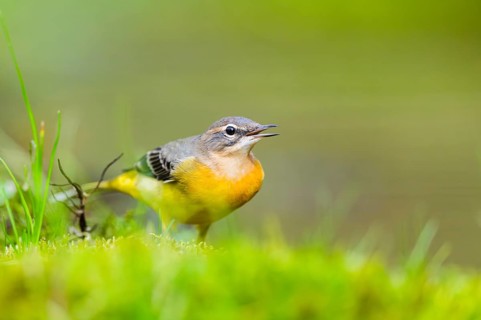 Grey Wagtail (Motacilla cinerea) hunting at a little lake in a swamp, wildlife, Germany
