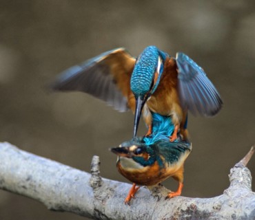 Alcedo Atthis, kingfisher, alcedinidae, birds, couple, kingfishers, high size, portrait, copula,