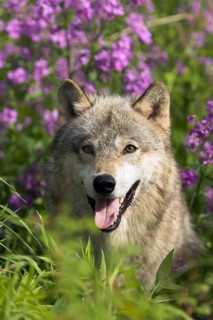 Timberwolf, wolf, American wolf (Canis lupus lycaon), Minnesota, USA. A wolf sits in the grass,