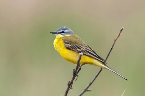 Motacilla flava, sheeptail, western yellow wagtail, yellow wagtail, birds, male, passeri,