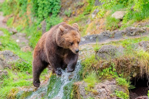 A female brown bear (Ursus arctos arctos) is walking through dense vegetation in hilly terrain,