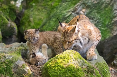 Eurasian lynx (Lynx lynx) mother with her youngsters (cubs) lying on a rock in a forest, Bavaria,