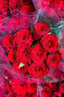 Red roses, Bangkok, Thailand