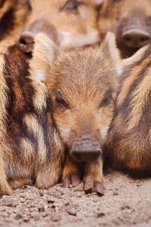 Wild boar (Sus scrofa), piglet, North Rhine-Westphalia, Germany