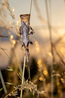 An insect clinging to a vertical blade of grass in the warm evening light, a ghost mantis in a