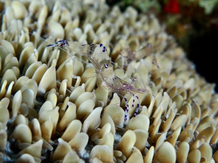 Transparent shrimp, Saravati anemone shrimp (Ancylomenes sarasvati), amongst beige, vibrant corals,