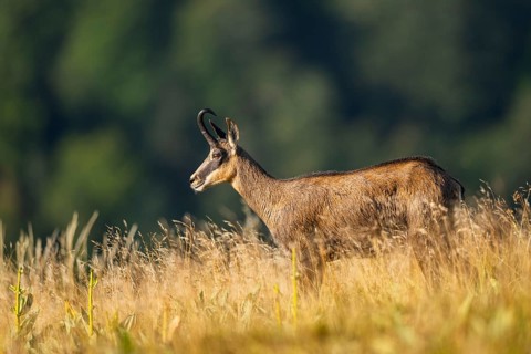 Chamois (Rupicapra rupicapra) on a meadow in the Vosges Mountains, wildlife, France