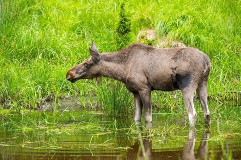 Eurasian elk (Alces alces) standing in a little swamp in early summer, Bavarian Forest, Bavaria,