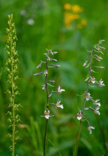 Common marsh root, epipactis palustris, large bileaf, listera ovata, orchidaceae, orchids, orchid
