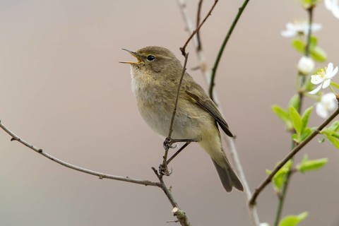 Chiffchaff, phylloscopus collybita, zilpzalp, birds, song, passeri, singing, songbirds, birds