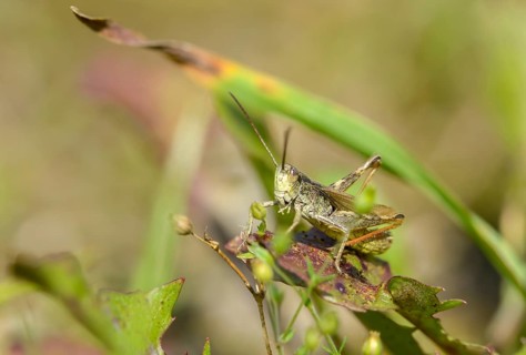 Acrididae, Caelifera, Chorthippus apricarius, field grasshoppers, field locusts, gomphocerinae,
