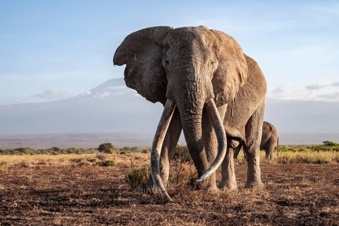 African elephant (Loxodonta africana) with Kilimanjaro, the famous Super Tusker elephant Craig, old