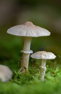 Cystoderma carcharias, pearly powdercap, strong creeping granule umbrella, smelly granule umbrella,