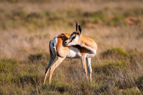 Springbok (Antidorcas marsupialis) in a flower meadow, Mountain Zebra National Park, South Africa