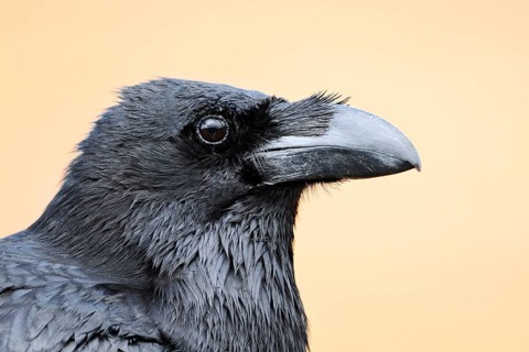 African Northern Raven (Corvus corax tingitanus), portrait, Fuerteventura, Canary Islands, Spain