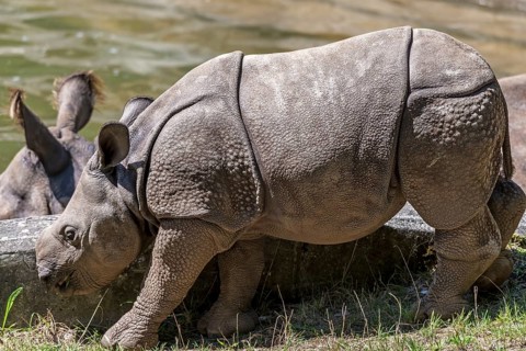 Young Indian rhinoceros (Rhinoceros unicornis), Nuremberg Zoo, Middle Franconia, Bavaria, Germany
