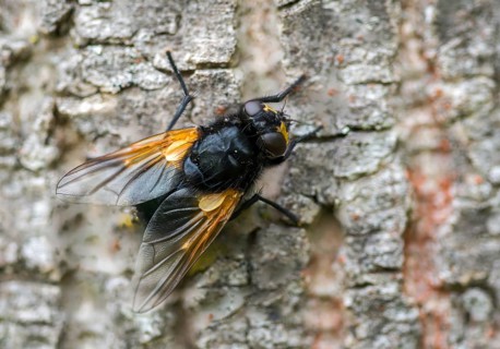Real flies, Mesembrina meridiana, muscidae, cattle fly, diptera, insects, noon fly, noonday fly,