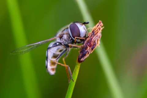 Bubble-headed hoverfly, large-fronted hoverfly, crescent flyfly, pied hoverfly, scaeva pyrastri,