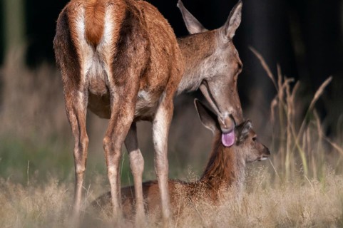 Artiodactyla, Cervus Elaphus, even-toed ungulate, cloven-hoofed, red deer, deer, deer, calf, body