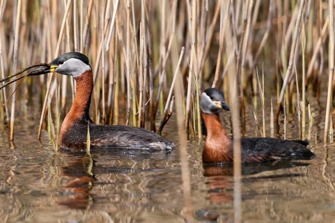 Podiceps grisegena, red-necked grebe, birds, grebe, grebe, nest-building, podicipedidae, divers,