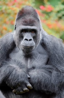 Western lowland gorilla (Gorilla gorilla gorilla), male, silverback, in captivity, found in Africa