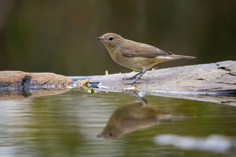 Garden Warbler, Garden Warbler, Sylvia Borin, Bath, Bird Bath, Birds, Mirror, Passeri, Songbirds,