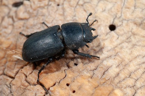 Beetle beetle, dorcus parallelipipedus, lesser stag beetle, beetle, coleoptera, female, insects,