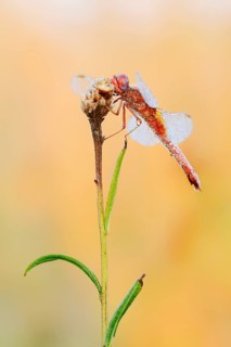 Scarlet Dragonfly (Crocothemis erythraea), male coloured female with dewdrops, North