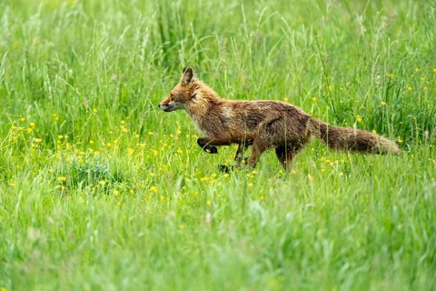 Red fox (Vulpes vulpes), fleeing, Vulkaneifel, Rhineland-Palatinate, Germany