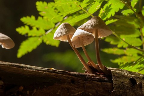 Common Bonnet, Mycena Galericulata, Pink-Leafed Helmet, Rosy-Gill Fairy Helmet, Toque Mycena,