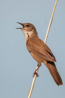Locustella luscinioides, cane swirl, Savis Warbler, birds, song, high size, portrait format,
