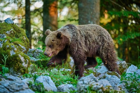 A brown bear roams through a moss-covered, rocky forest: the European brown bear (Ursus arctos),