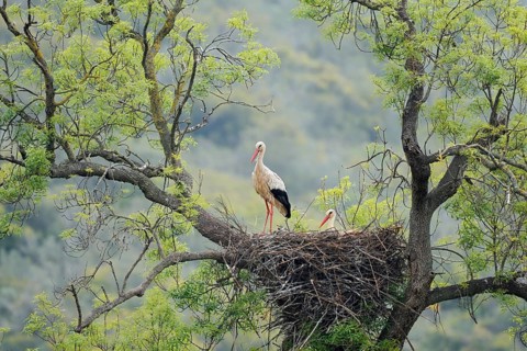 White stork (Ciconia ciconia), pair on the nest in a tree, Algarve, Portugal
