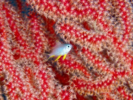 A small fish, a juvenile Golden damselfish (Amblyglyphidodon aureus), glides against a backdrop of
